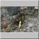 Lasioglossum sexstrigatum - Furchenbiene 08 5mm gefolgt von Nomada sheppardana - Terasse det.jpg